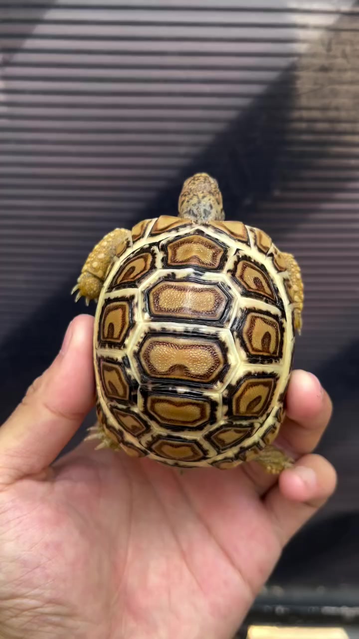 @Morph Reptiles