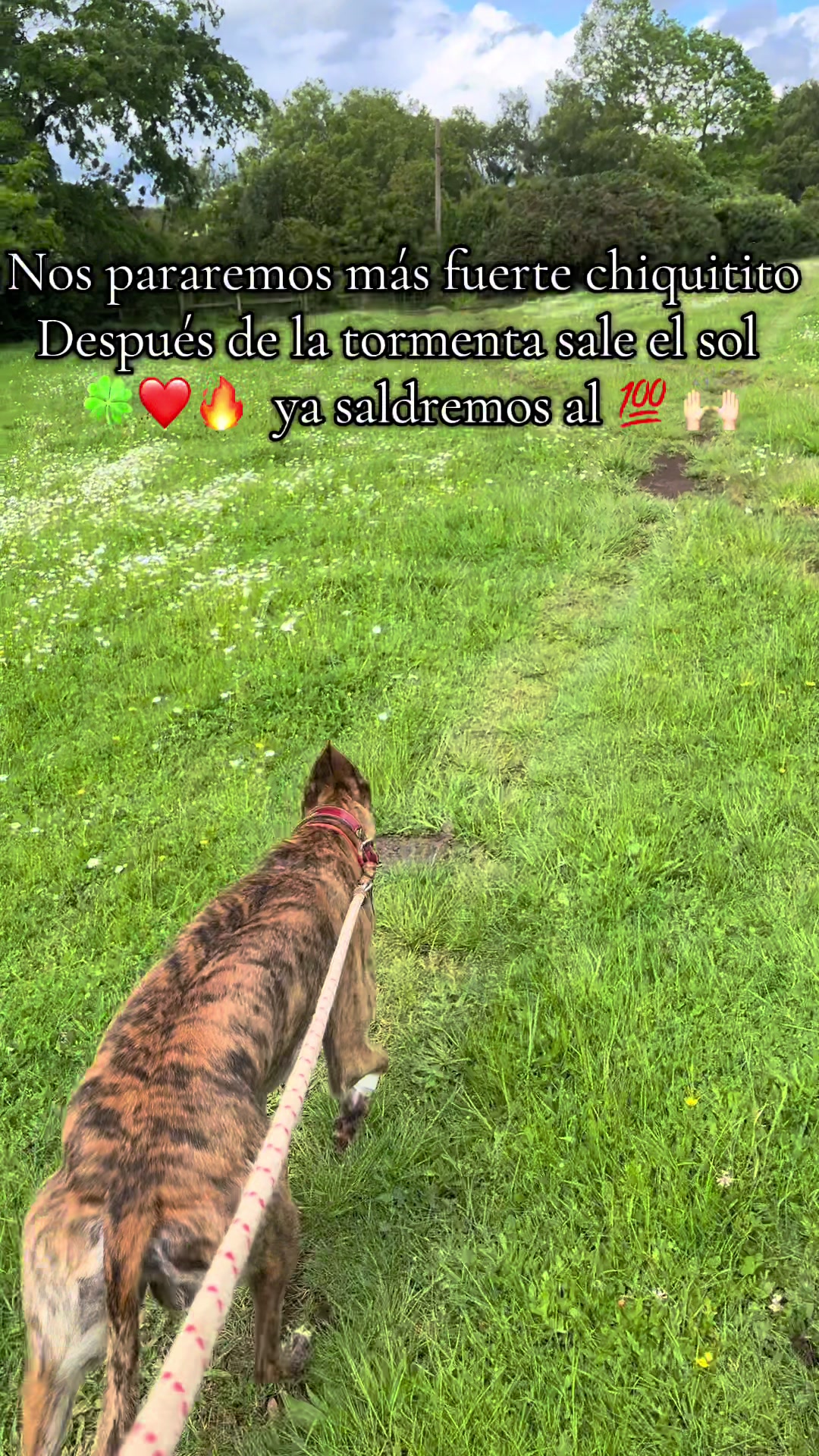 @𝓓𝓲𝓮𝓰𝓸🧸