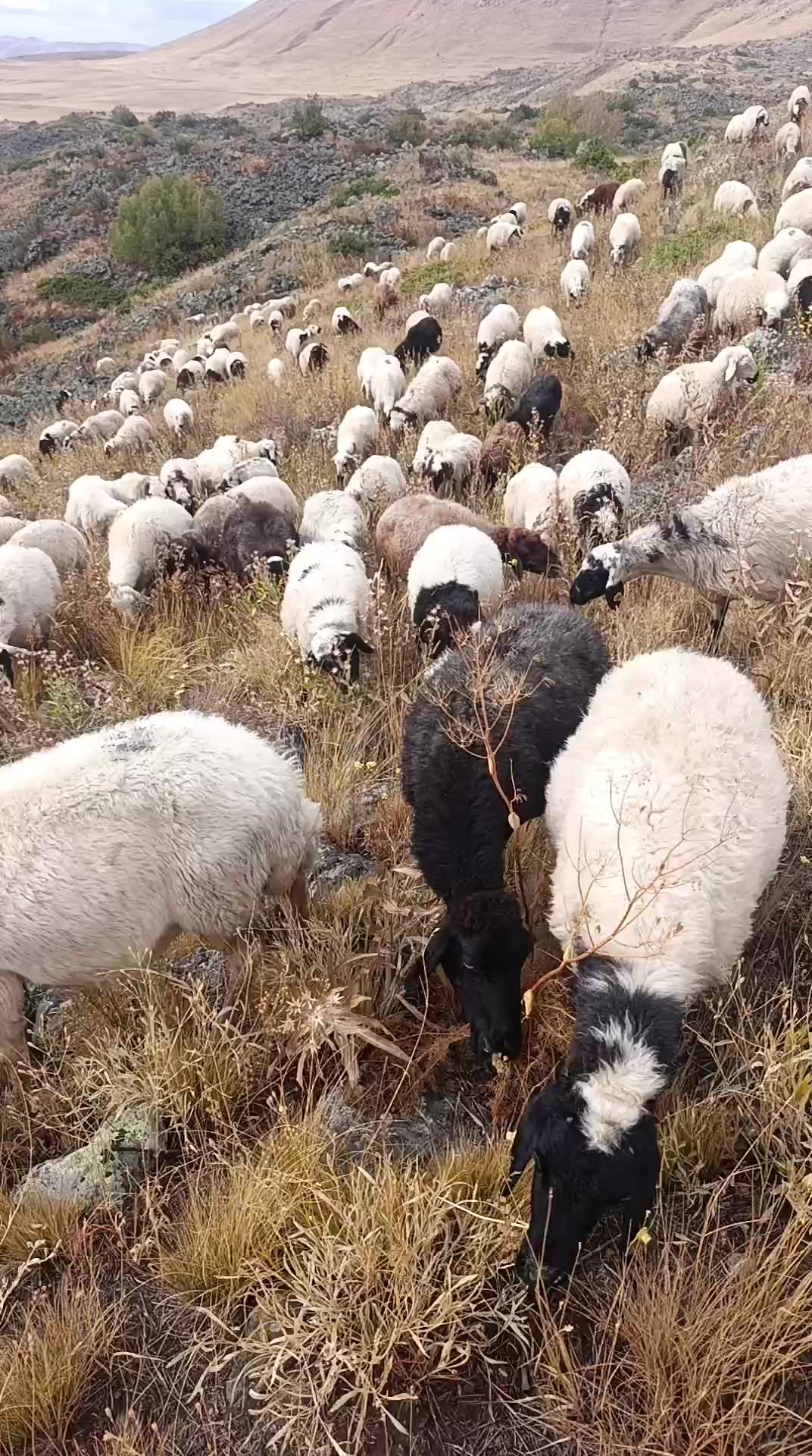 @Şahin Din&ccedil;er