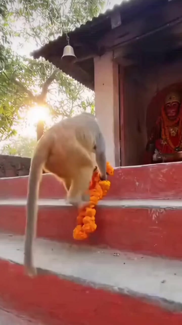 @🚩 Jay Mata di 🚩🙏🔱