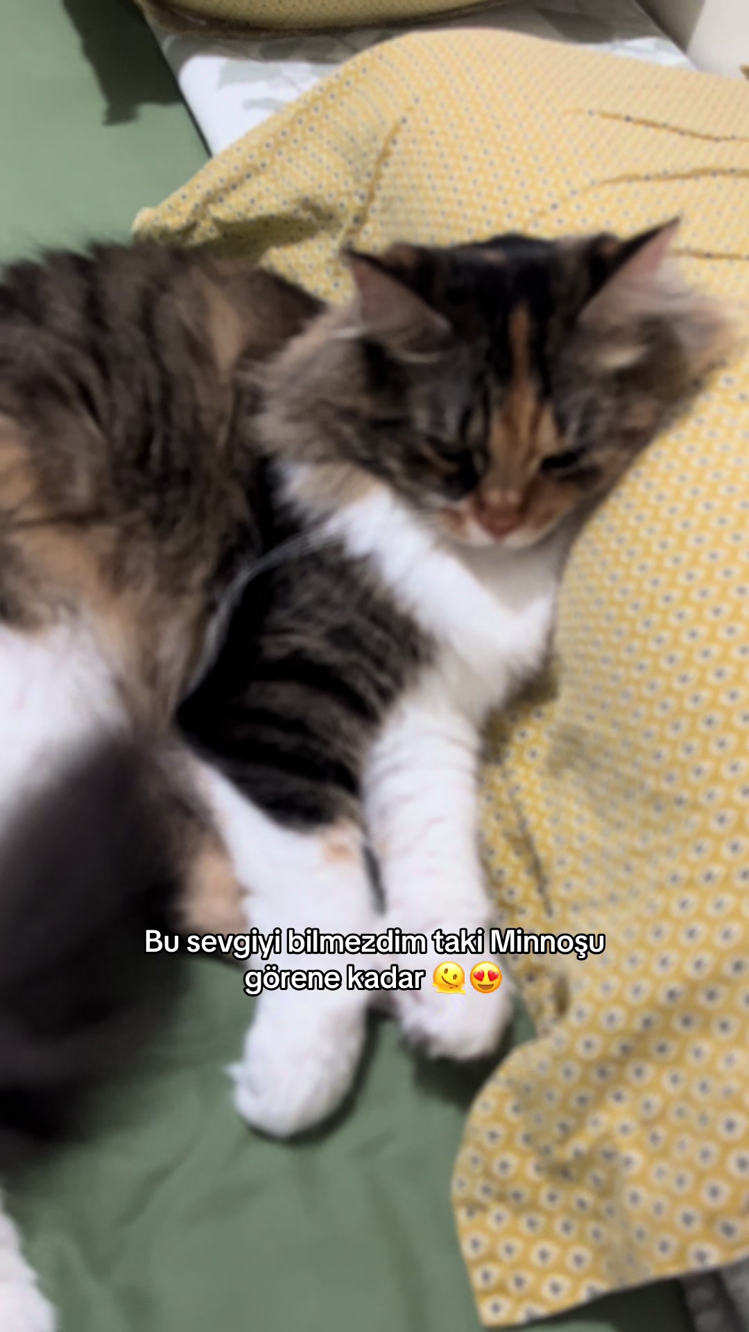 @konusankediminnos