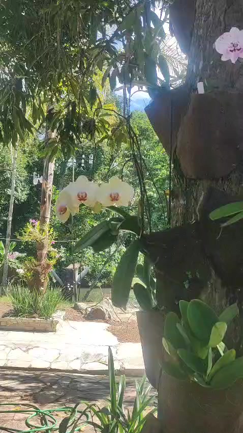 @Sítio Encanto das Orquídeas