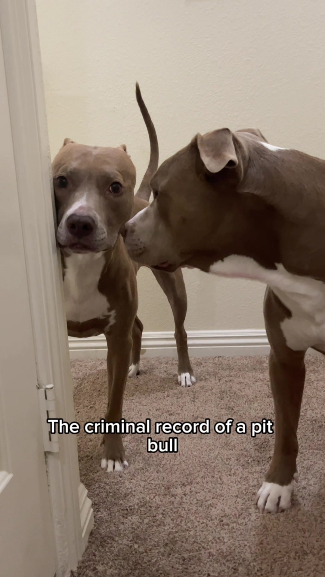 @@knight_thepit