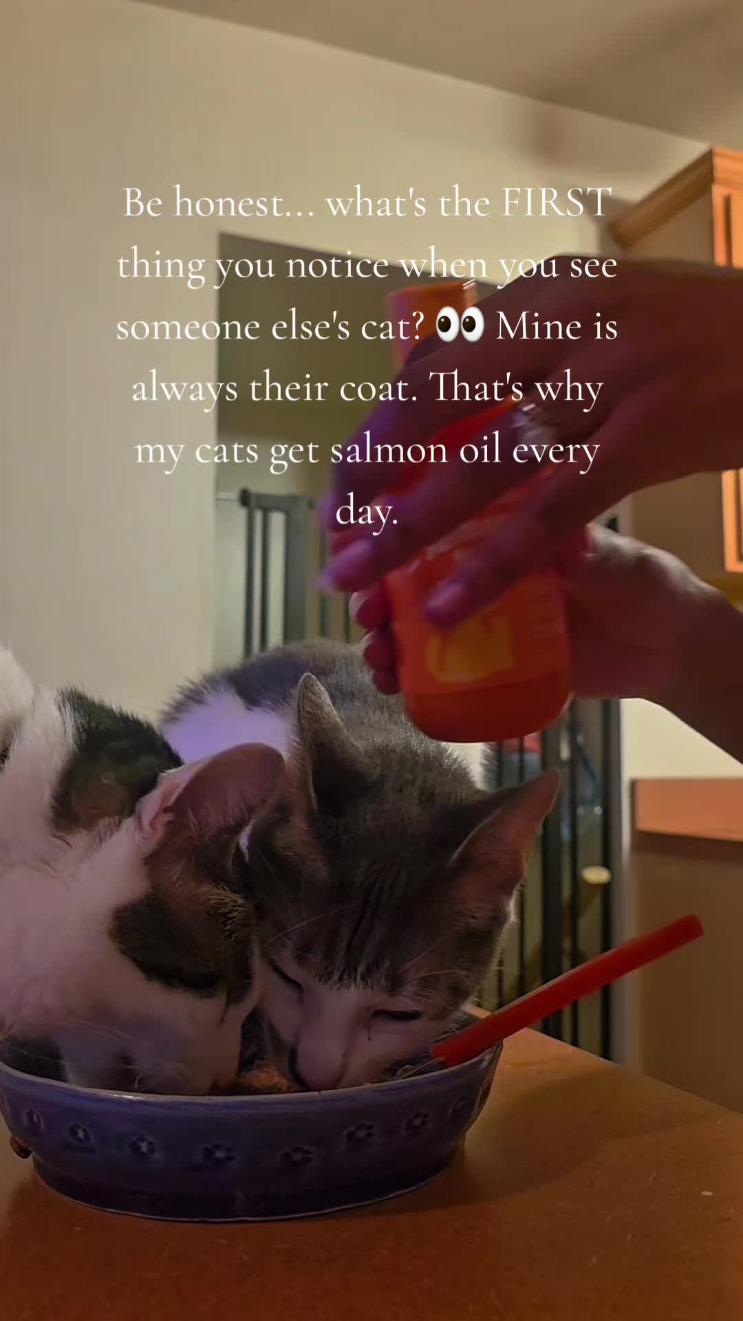 @TheCommonKitties 🐾
