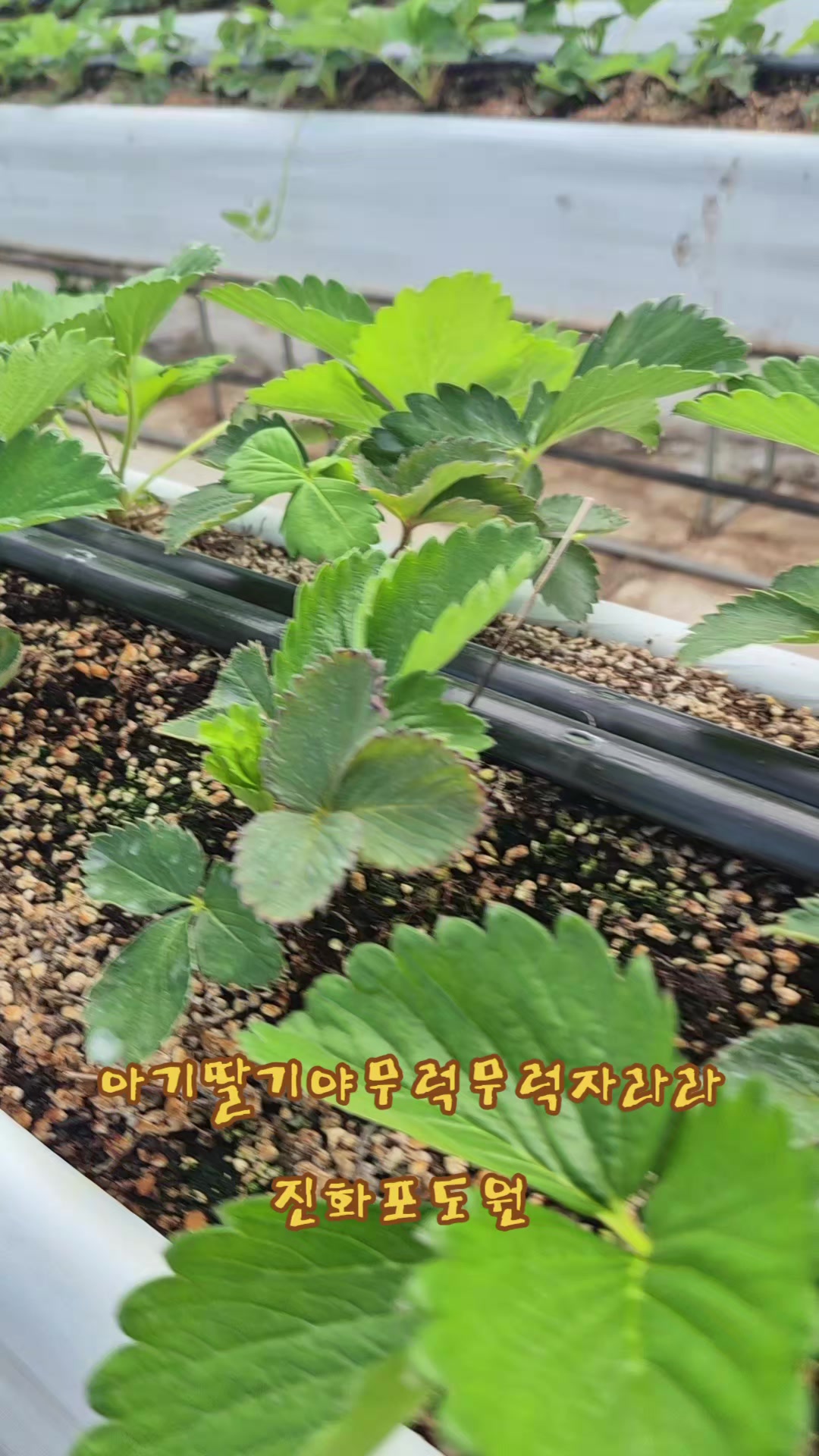 @진화포도원