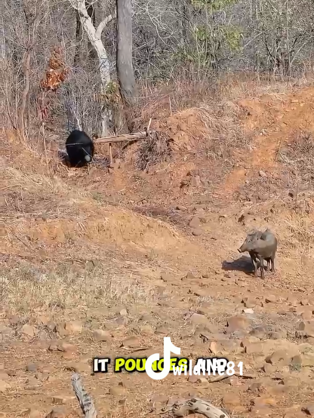 @🐈🕊Wild Life 🦜🦢