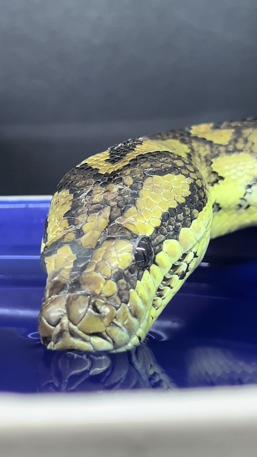 @rileys_reptiles