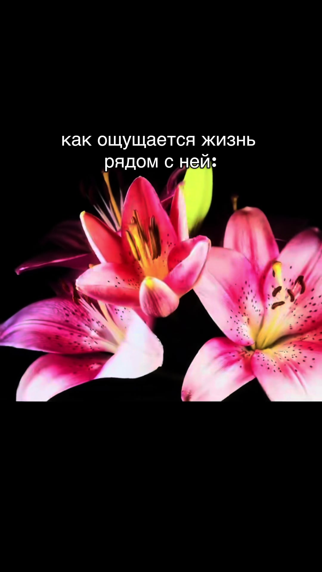 @♡ 𝕞𝕚𝕟𝕚 ♡