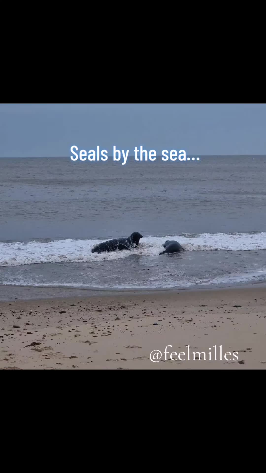 @FeelMilles
