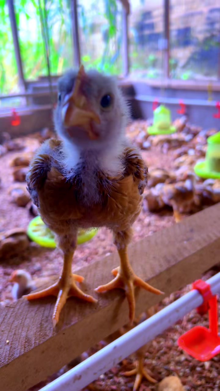 @evansjobsfarms