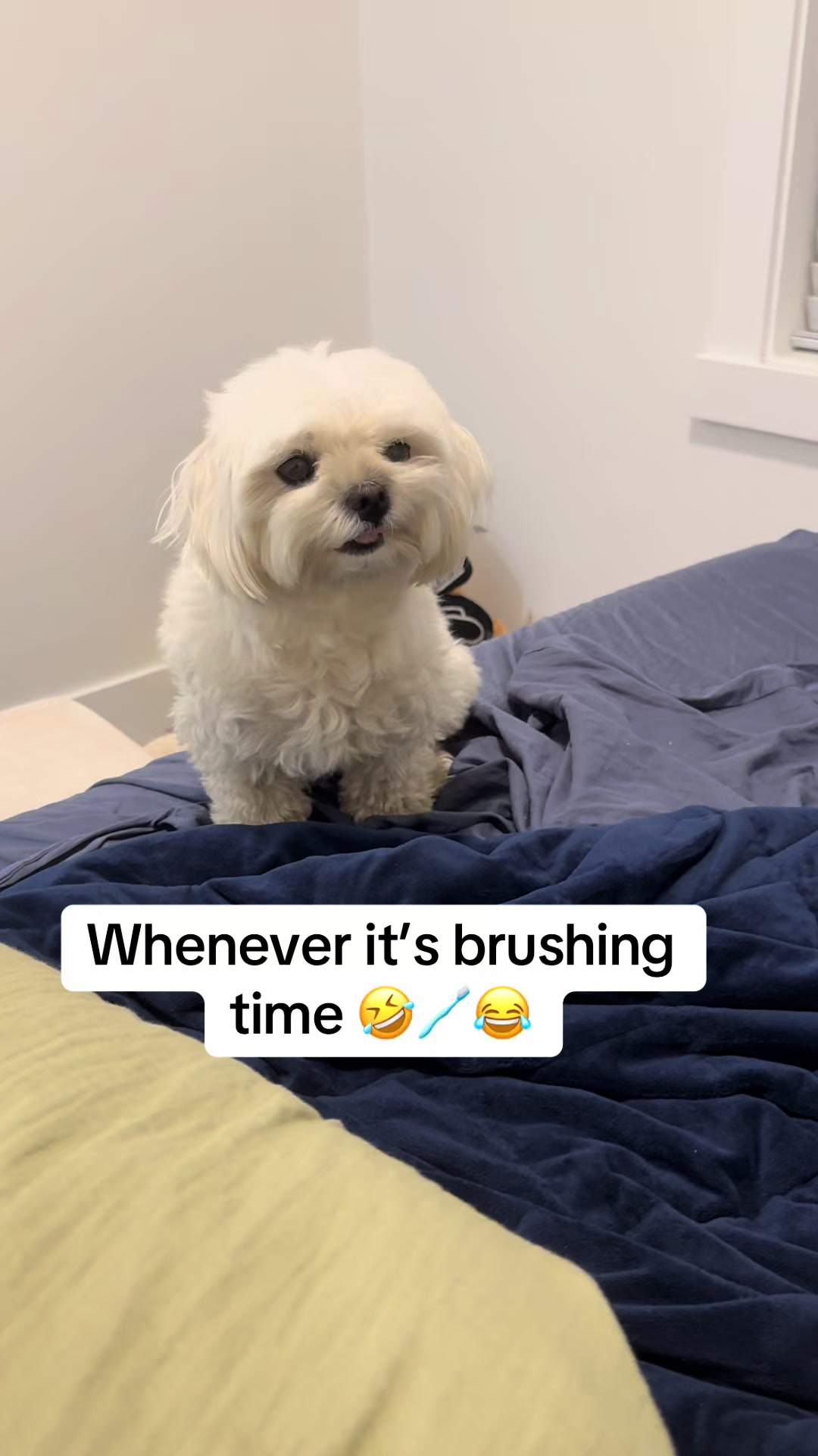 @theluckymaltese