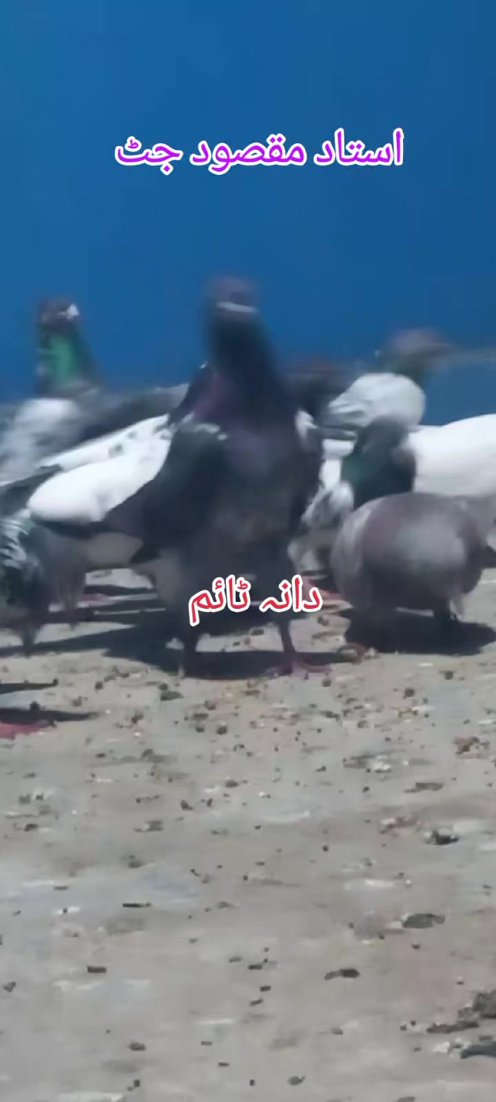 @Ranakasuripigeon