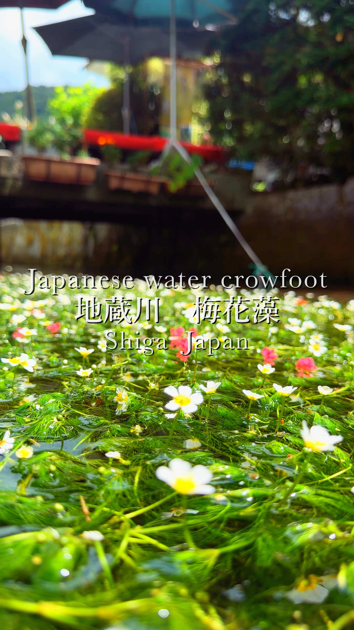 @tabi_momoka/観光•旅行