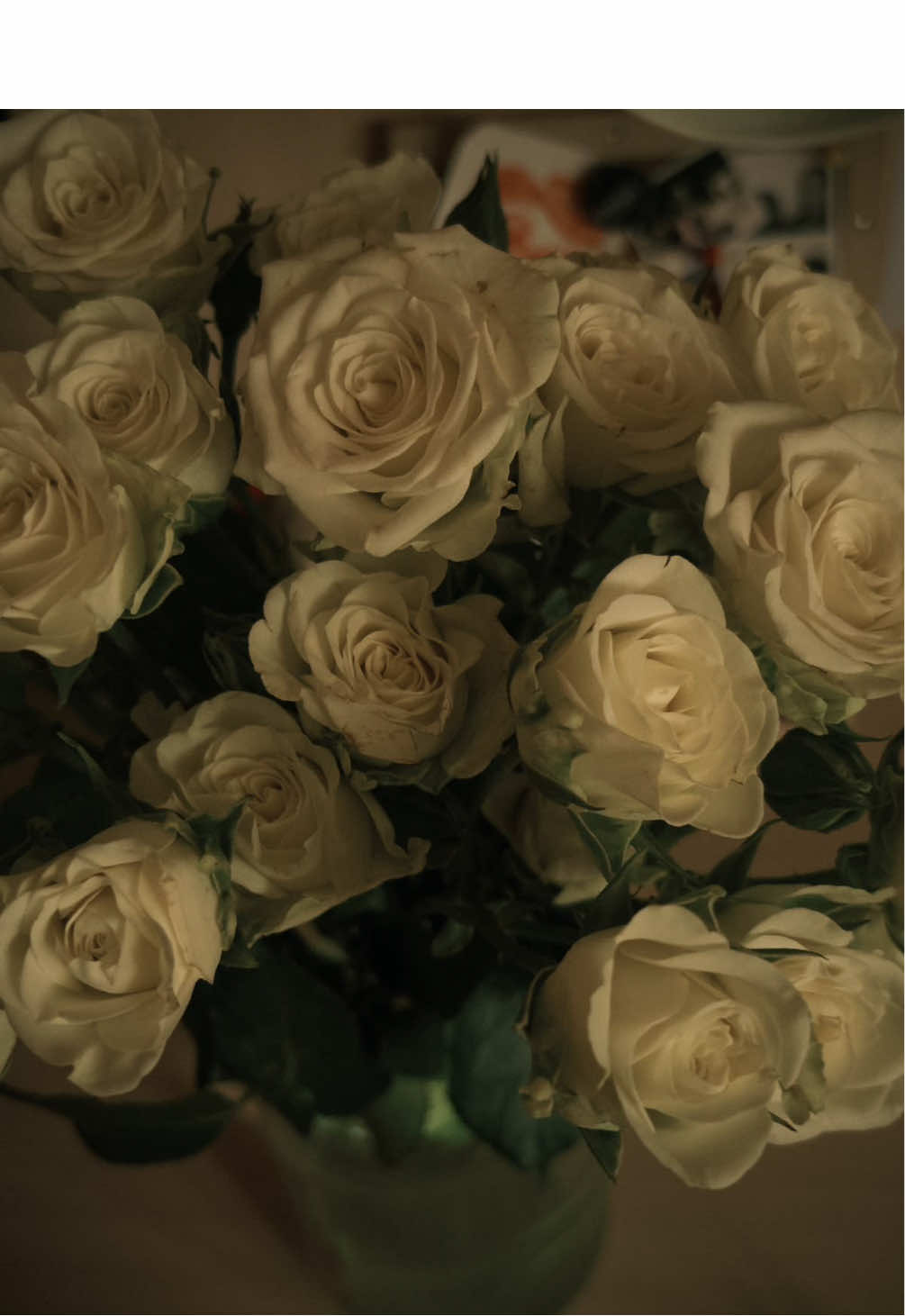 @/ᐠ - ˕ -マ Ⳋ