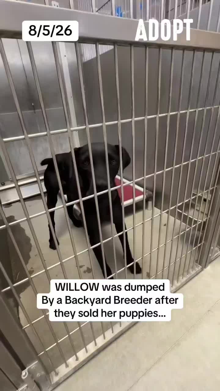 @Cane Corsos