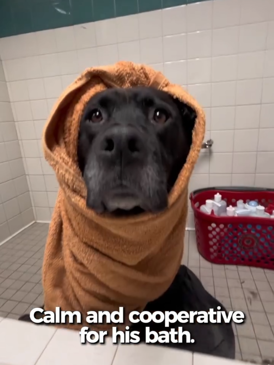 @Oakland Animal Services