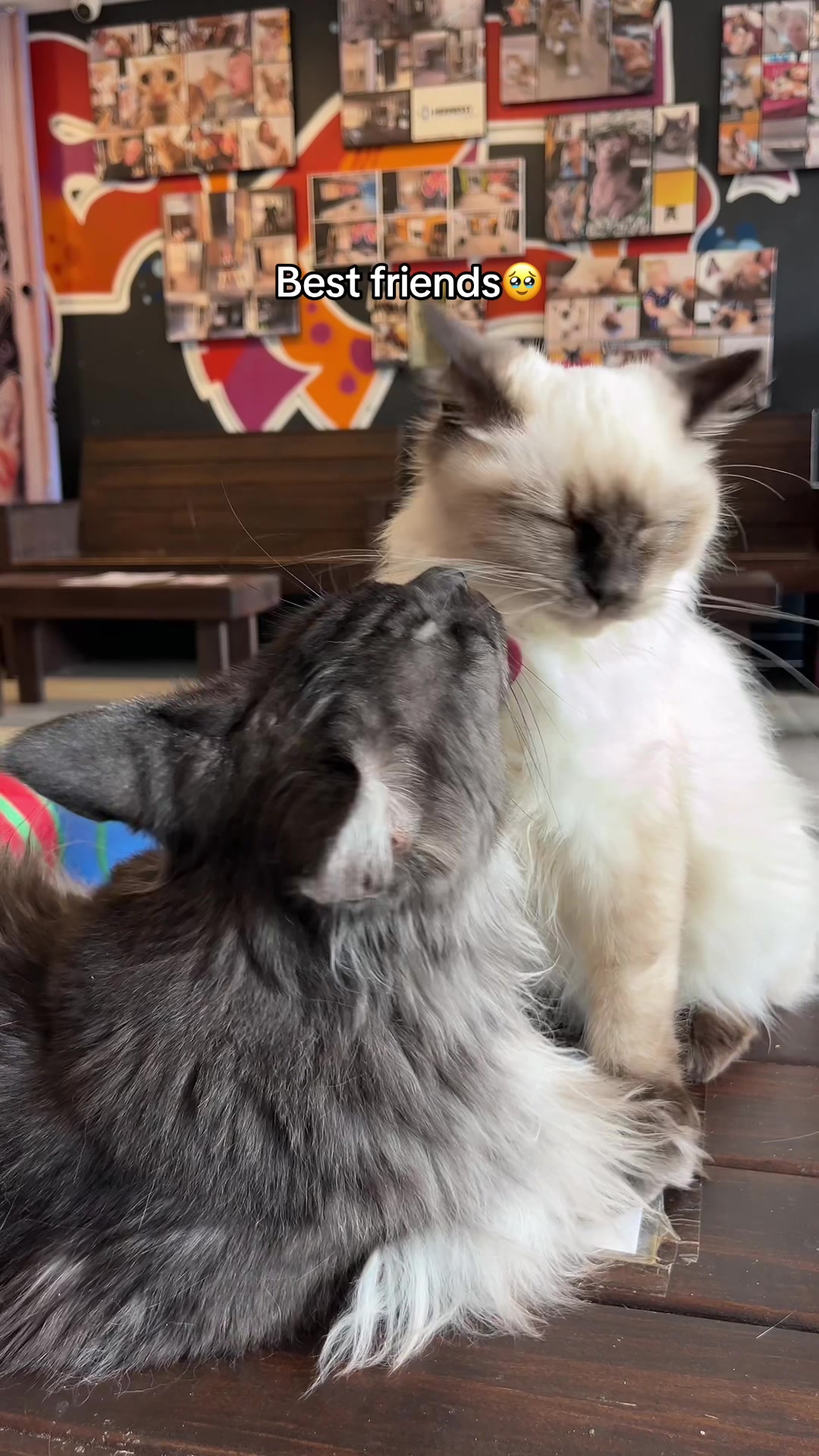 @crazycatcafe