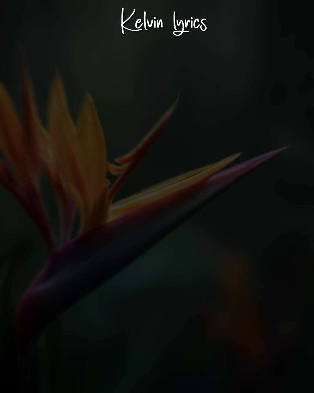 @𝐊𝐈𝐍𝐆 𝐎𝐅 𝐋𝐘𝐑𝐈𝐂𝐒