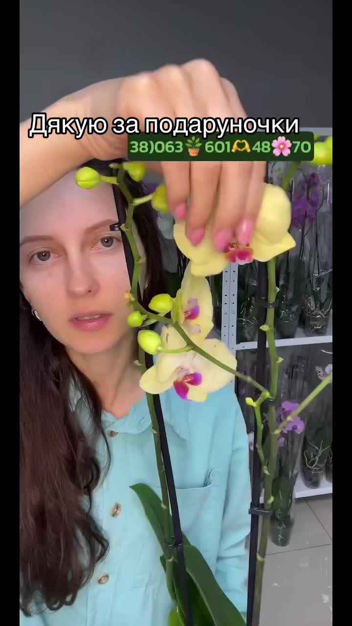 @viktoriia.zelena.oselia