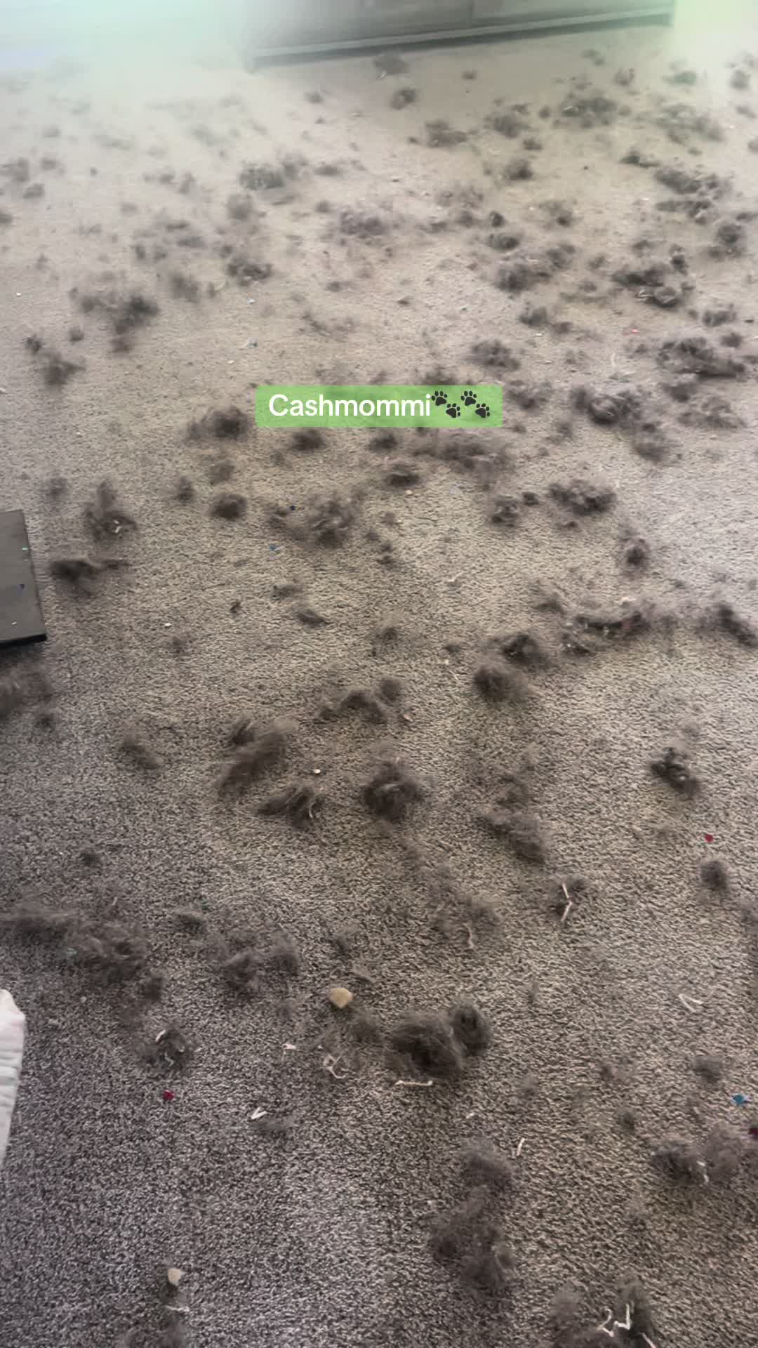 @CashmommiVacs