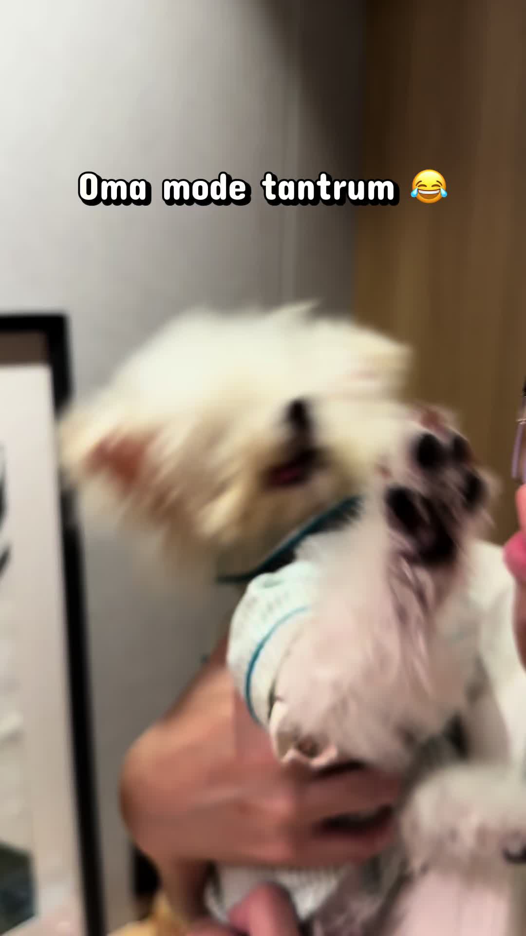 @Jiro and the poodle gang