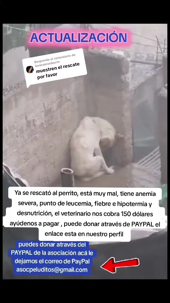 @Asoc. Peluditos