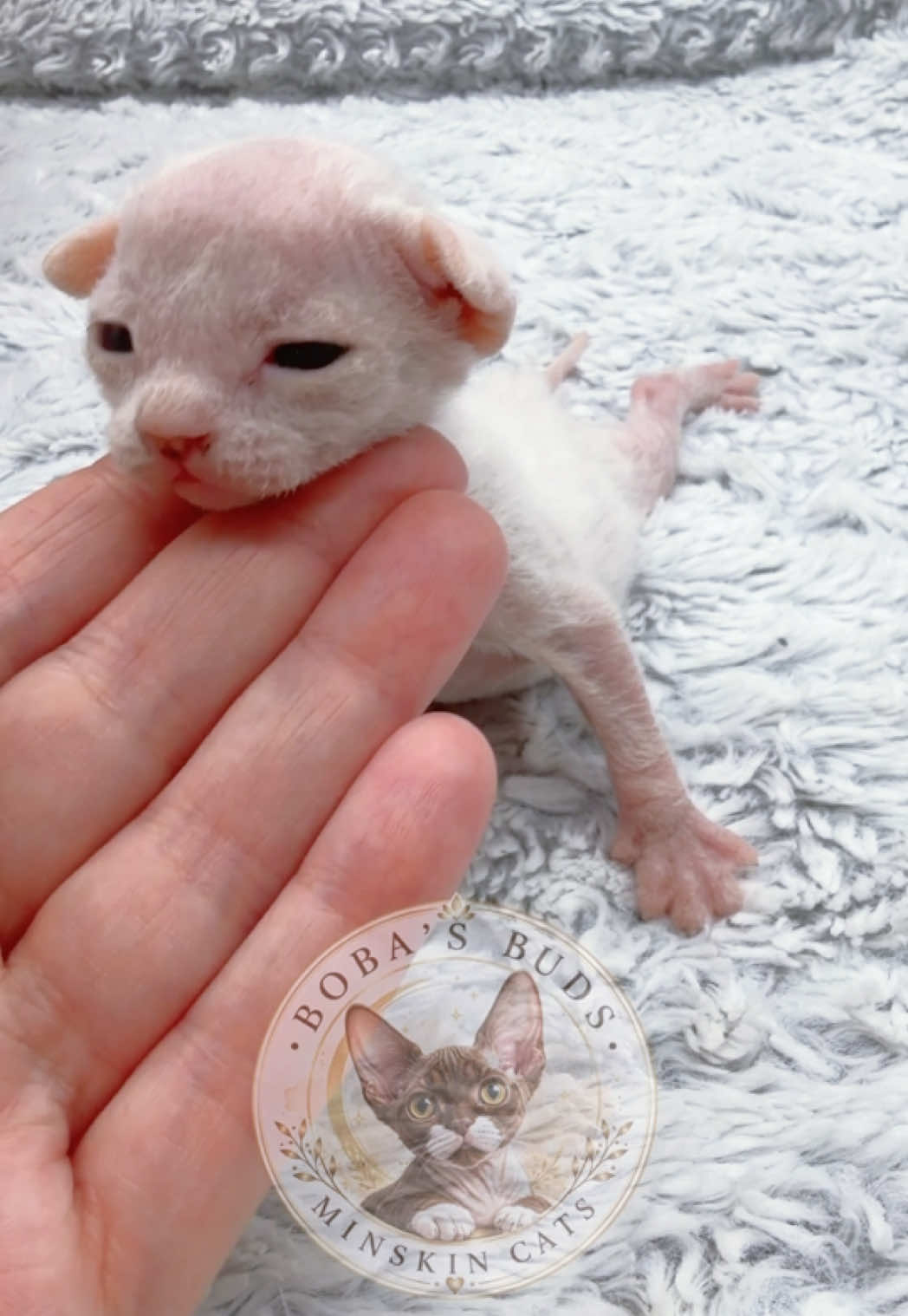 @Boba’s Buds Minskin Cats