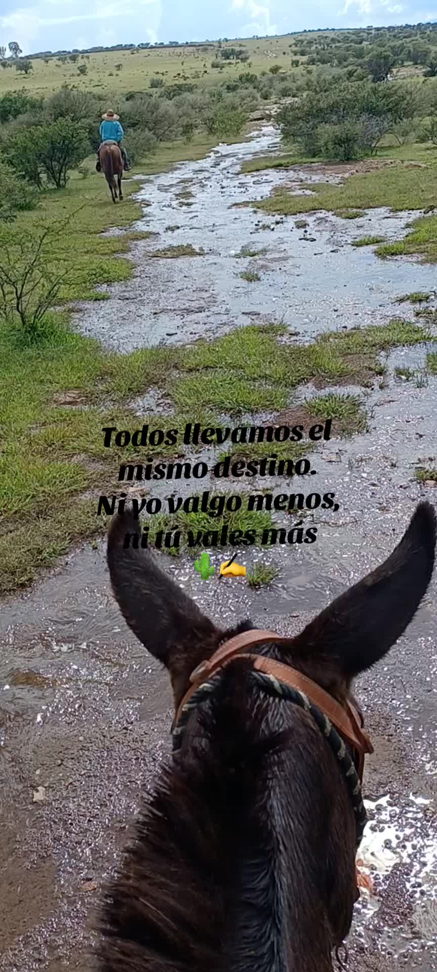 @El zurdo🌵🐴