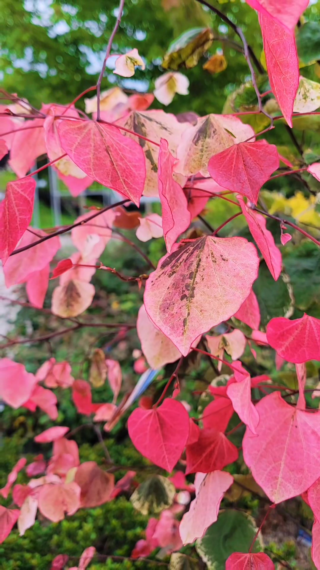 @NatureMan_Official_1