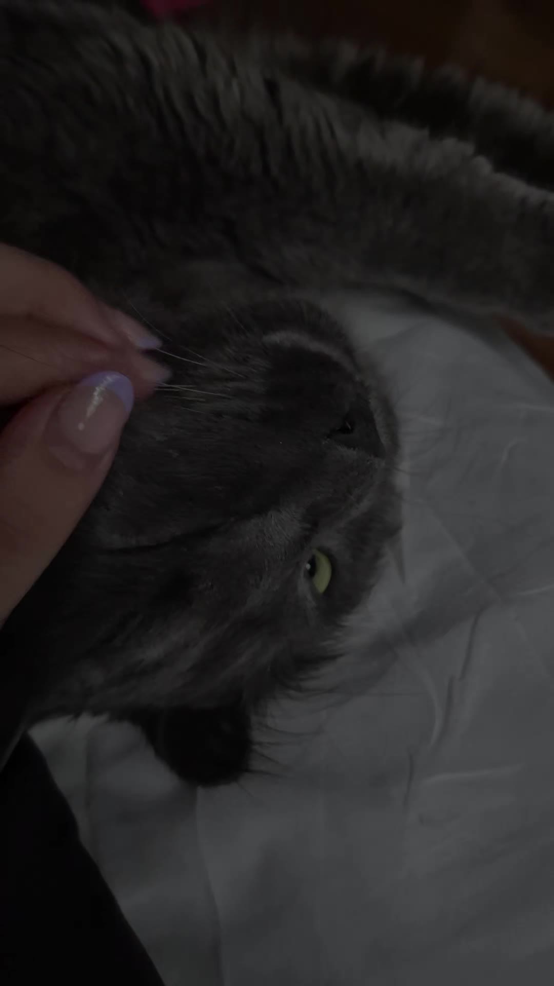 @Kittyboi