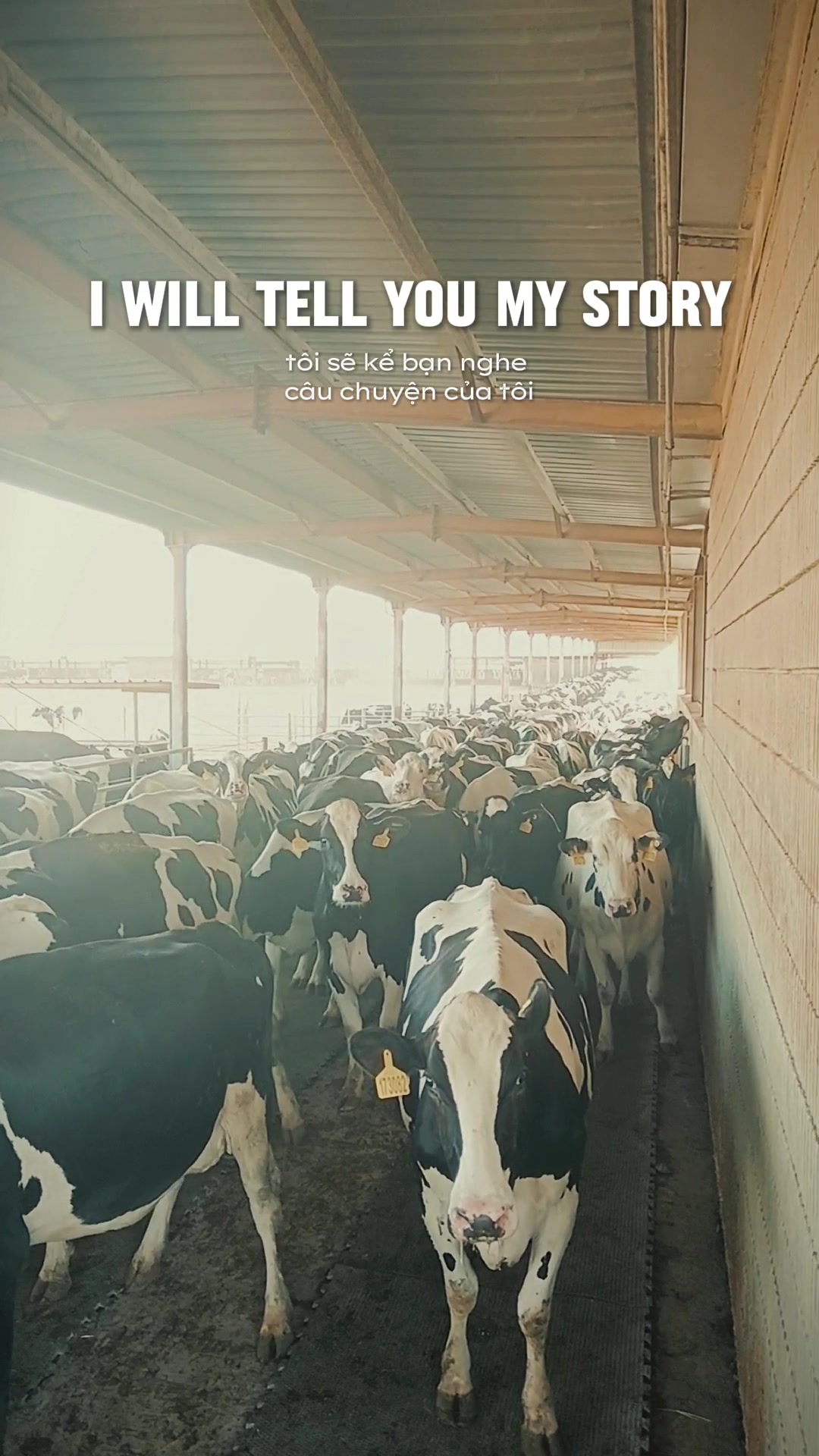@Cows Farm