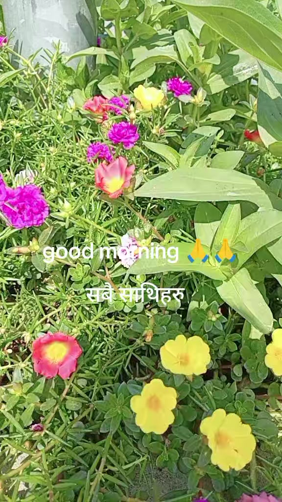 @Sangitakanwar24