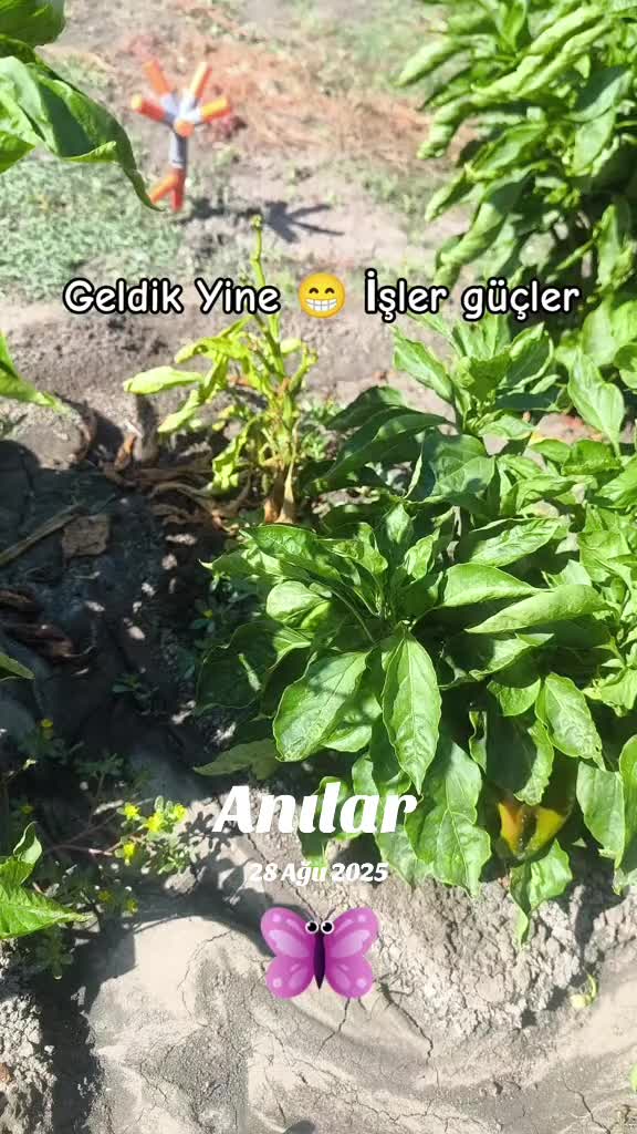 @g&uuml;l_ygt34