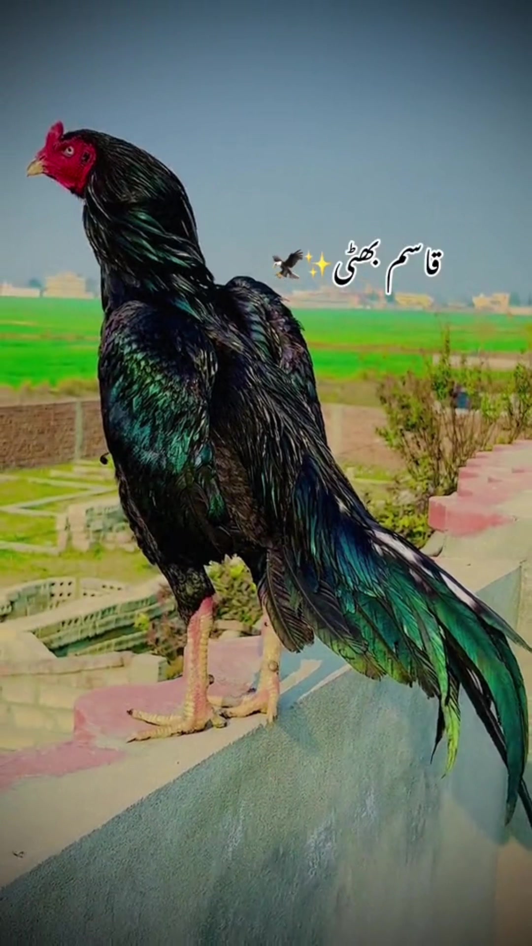 @iTz__Qasim_AK47