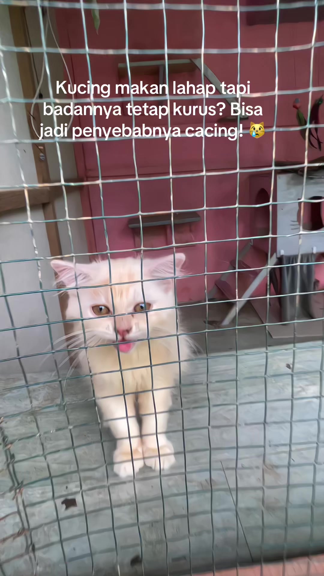@Kucingmeongmeong