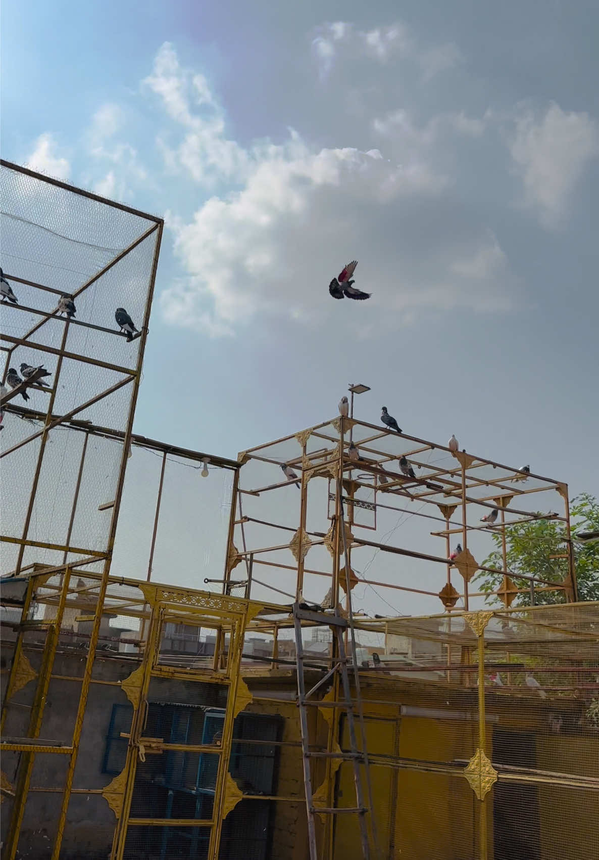 @Dar pigeons club