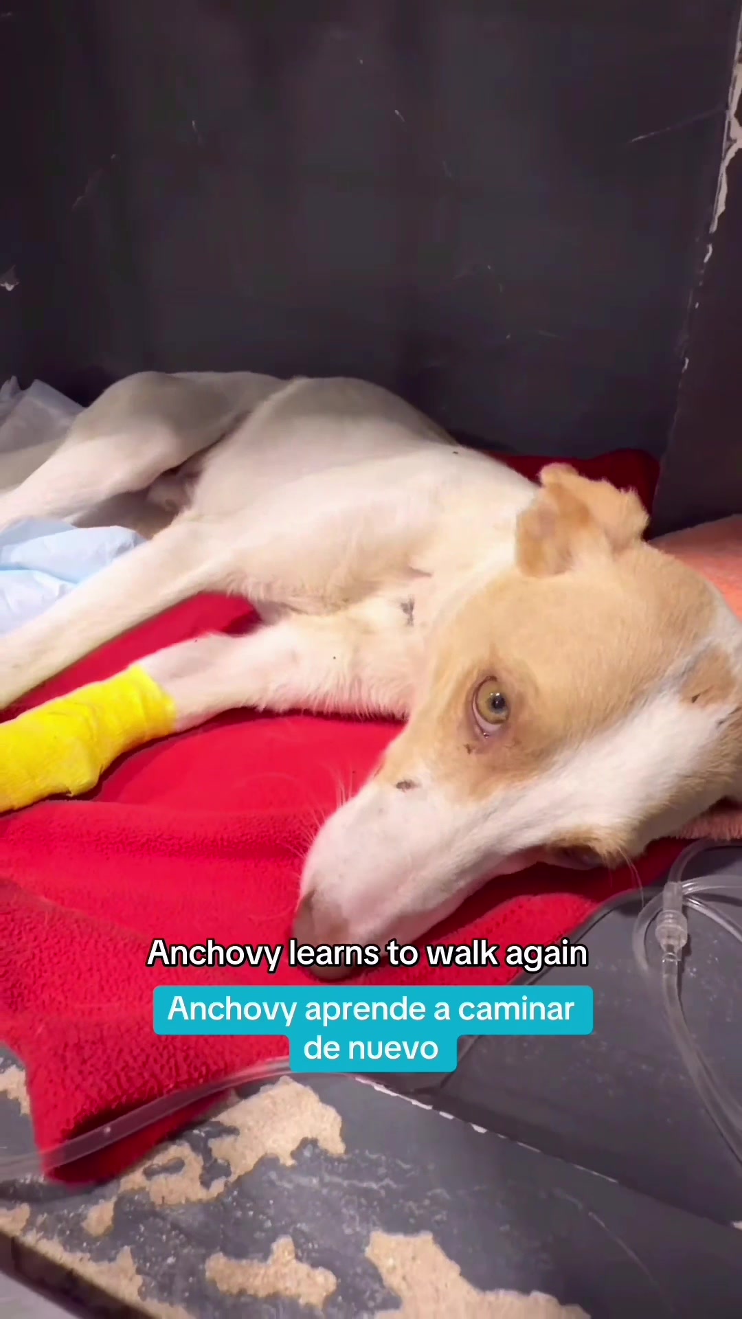 @Galgos del Sol