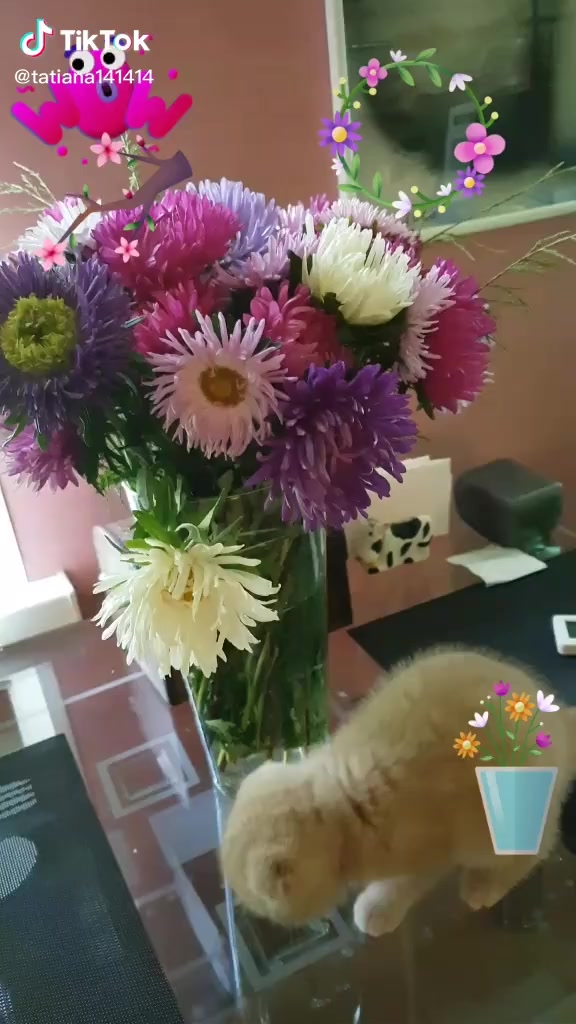 @Tatiana❤️Lily