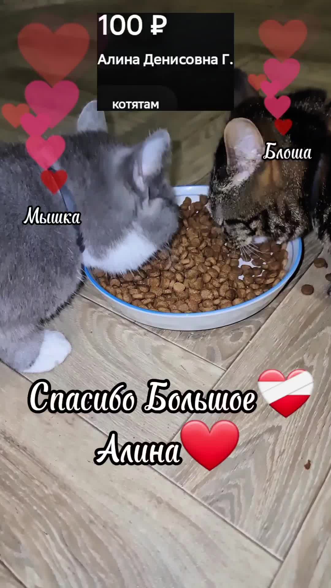 @Кошкин Дом