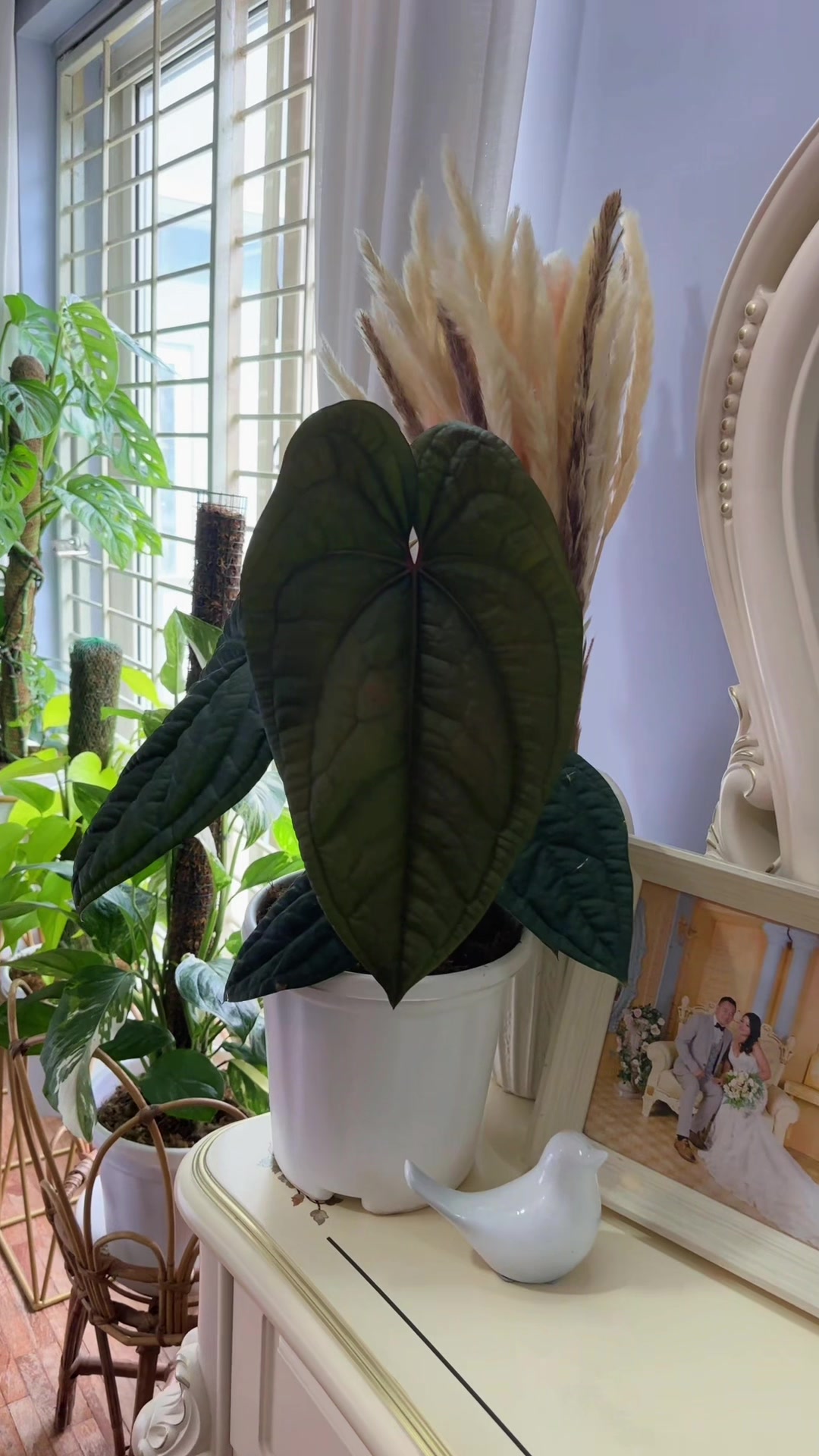 @Plantlife50