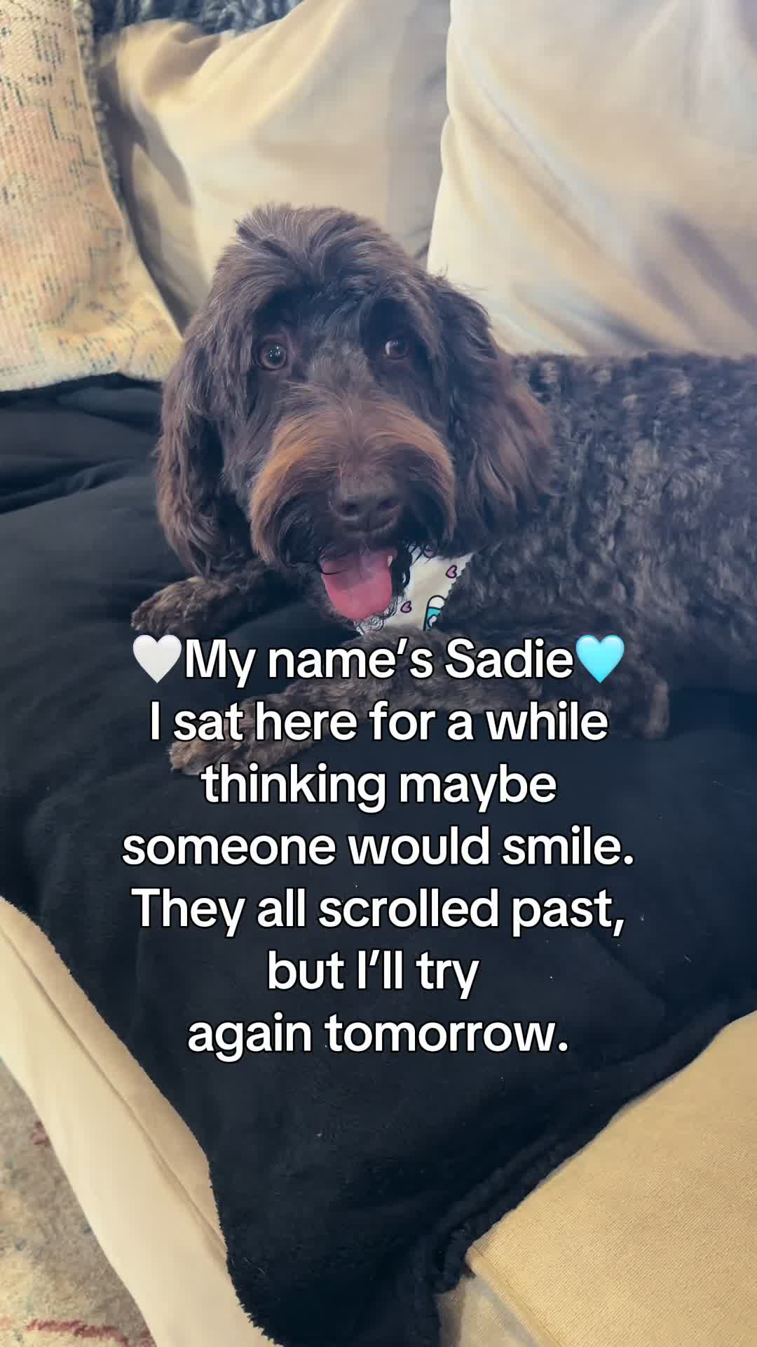 @Sadie the Doodle
