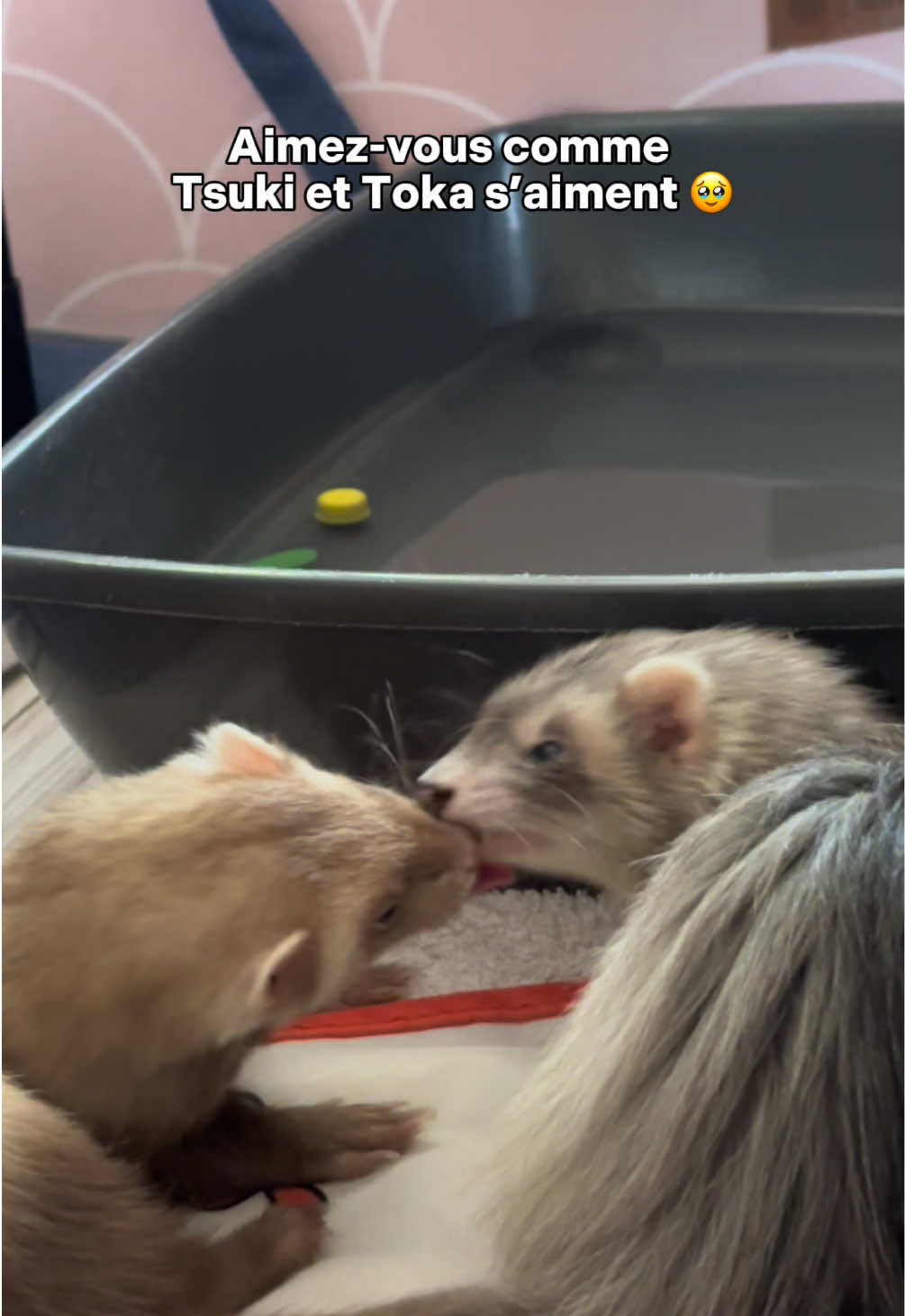 @Tsuki et Toka