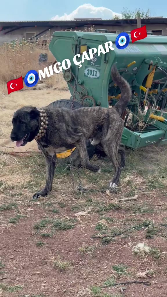 @Tekin Ersöz