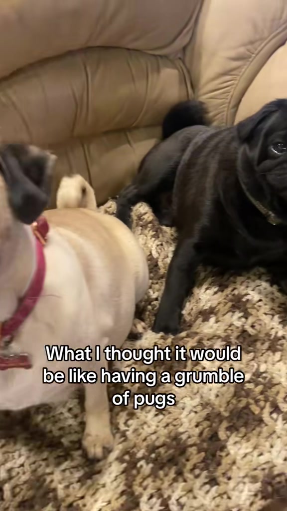 @Pugaddict