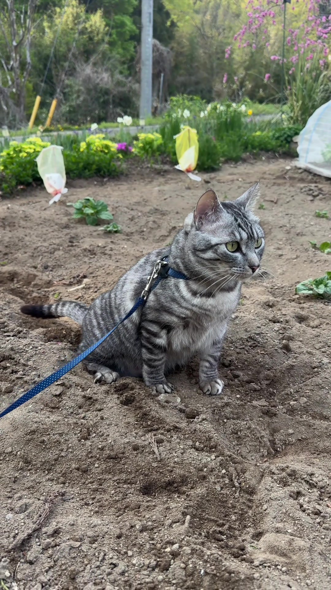 @お散歩大好きもんぶらん🐈