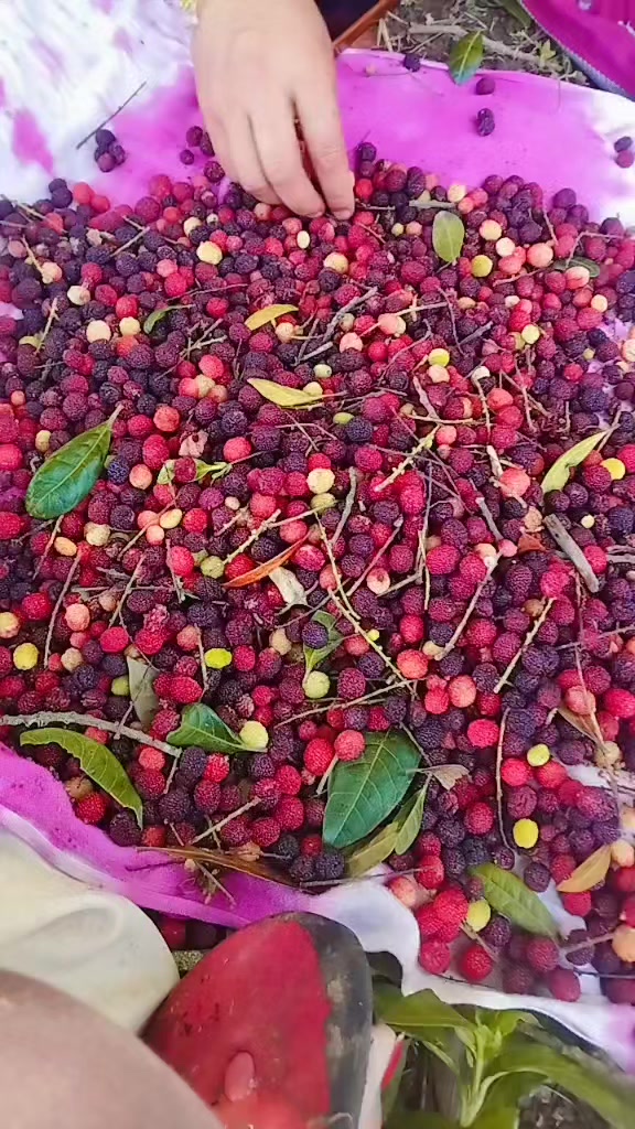 @Dambari Karki