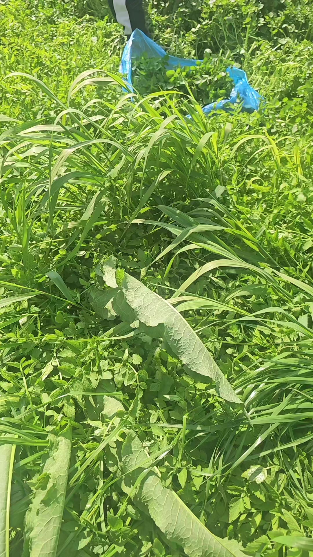 @cố quên tắt cả