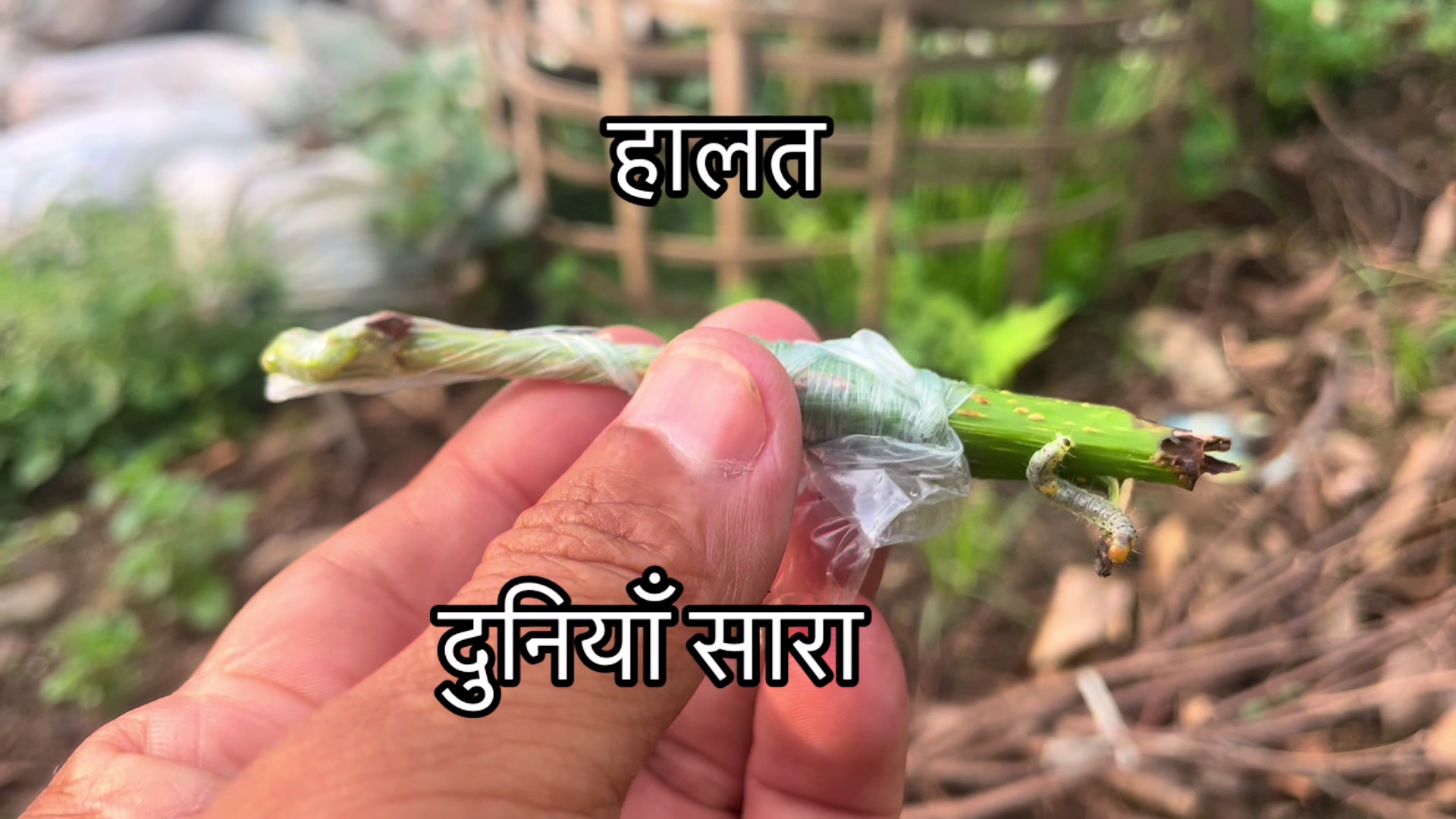 @नखावा कृषि