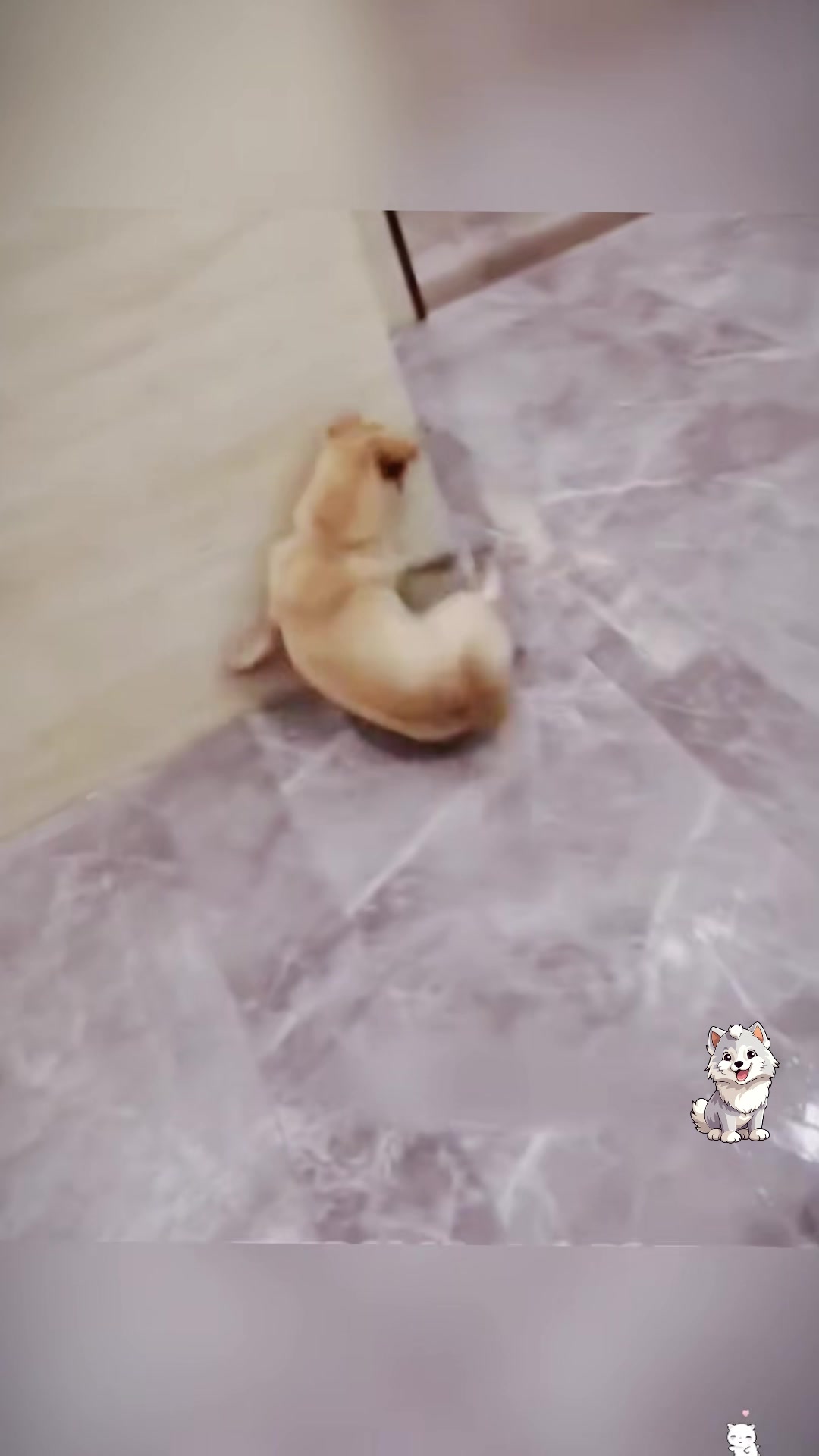 @dogandcattk2