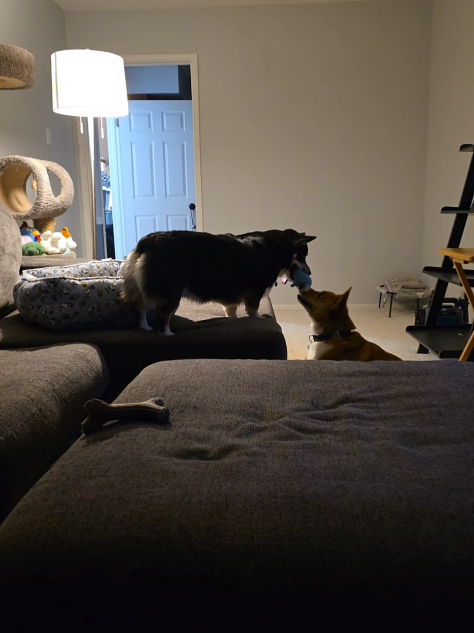 @Chelsea | Corgi Mom 🐾